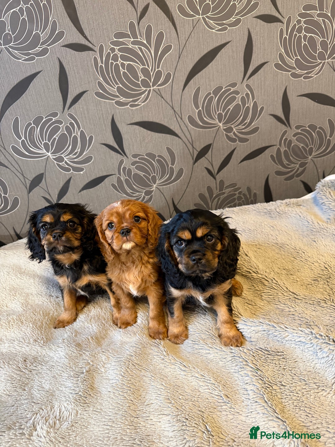 Cavalier King Charles Spaniel dogs for sale: Cavalier King Charles Spaniel - Advert 3
