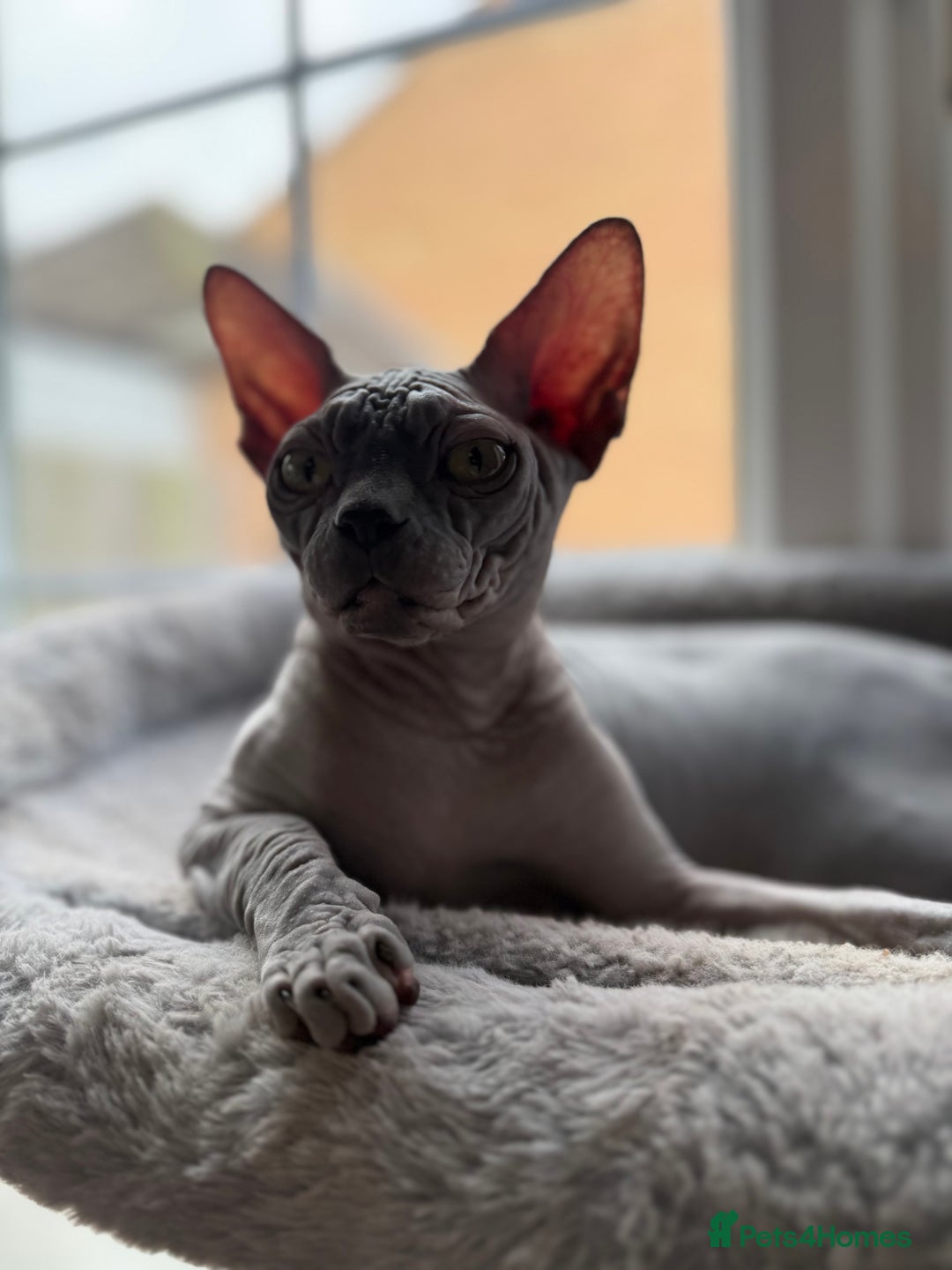 Sphynx cats for sale: Blue Wrinkles Boy - Advert 4