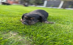 Mixed Breed dogs for sale: Border collie x irish setter pups *READY 3RD SEP* - Image 10