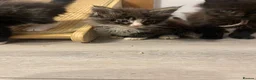 Maine Coon cats for sale: Maine coon - Advert 12