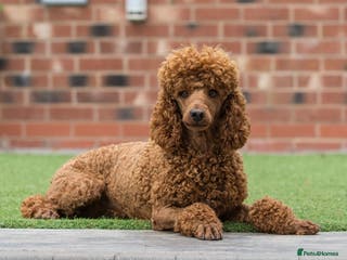 Miniature Poodle dogs PROFESSIONAL FERTILITY SERVICE in Stafford - Advert 20