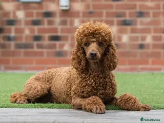Miniature Poodle dogs PROFESSIONAL FERTILITY SERVICE in Stafford - Advert 7