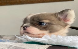French Bulldog dogs for sale: DNA Health tested 5 🌟 KC fluffy French bulldogs - Image 16