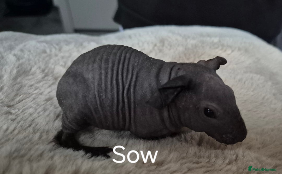 Guinea Pig rodents for sale: Skinny Pigs - Advert 4