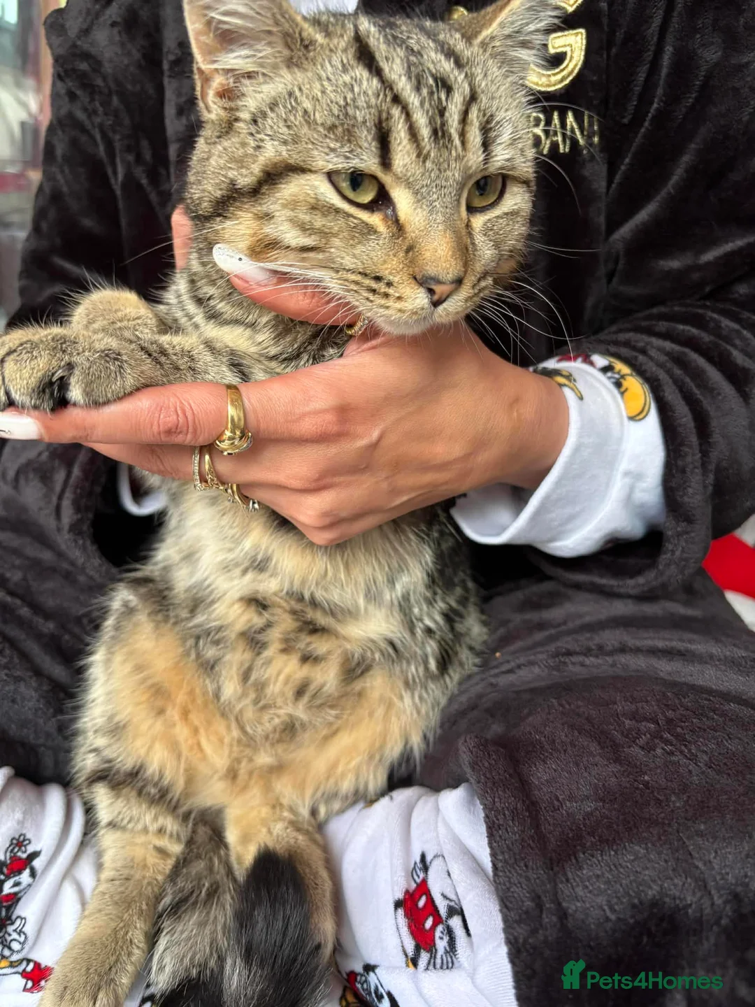 Abyssinian cats for sale: Tabby’s male  - Advert 4