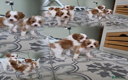 Cavapoo dogs for sale: Blenhiem cavapoo puppies  - Image 3