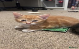 Mixed Breed cats for sale: Ginger male kitten - Image 1