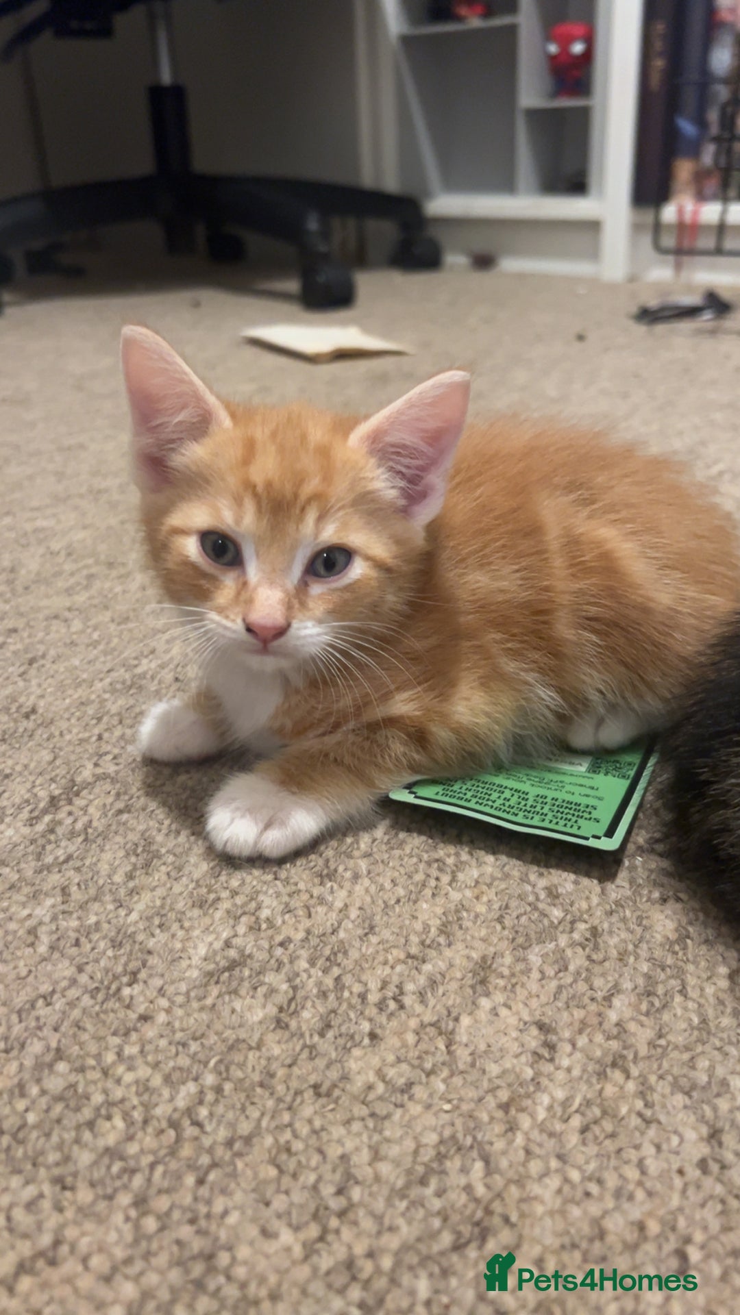 Mixed Breed cats for sale: Ginger male kitten - Image 1