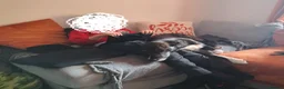 Lurcher dogs for sale: Loki - 5 year old lurcher boy in Holyhead - Advert 18