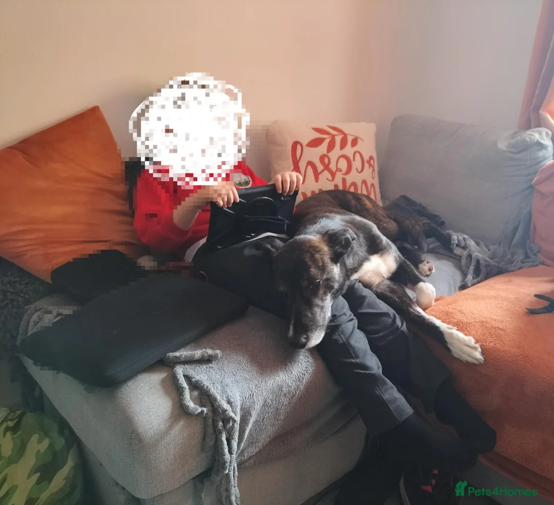 Lurcher dogs for sale: Loki - 5 year old lurcher boy in Holyhead - Advert 18