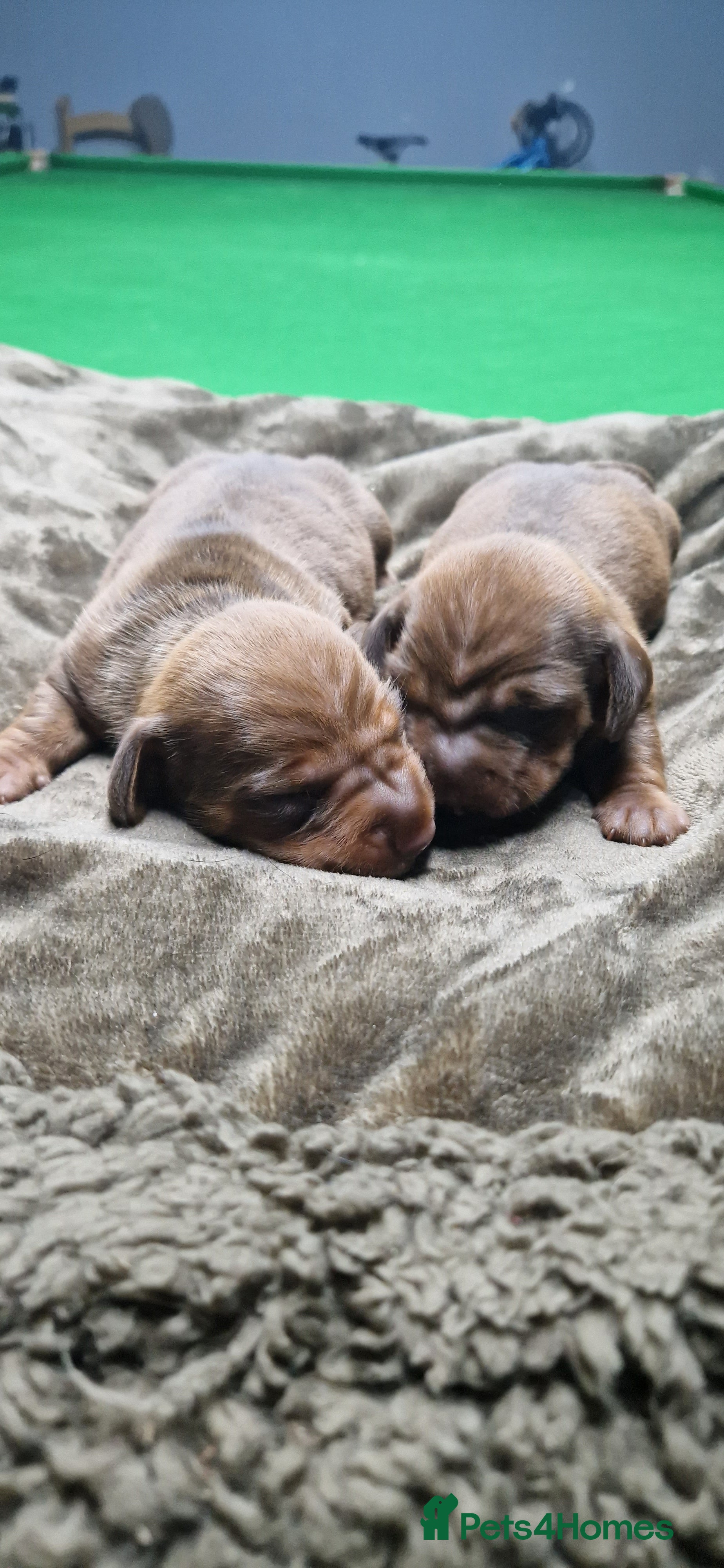 Miniature Dachshund dogs Miniature dachshund  - Advert 6