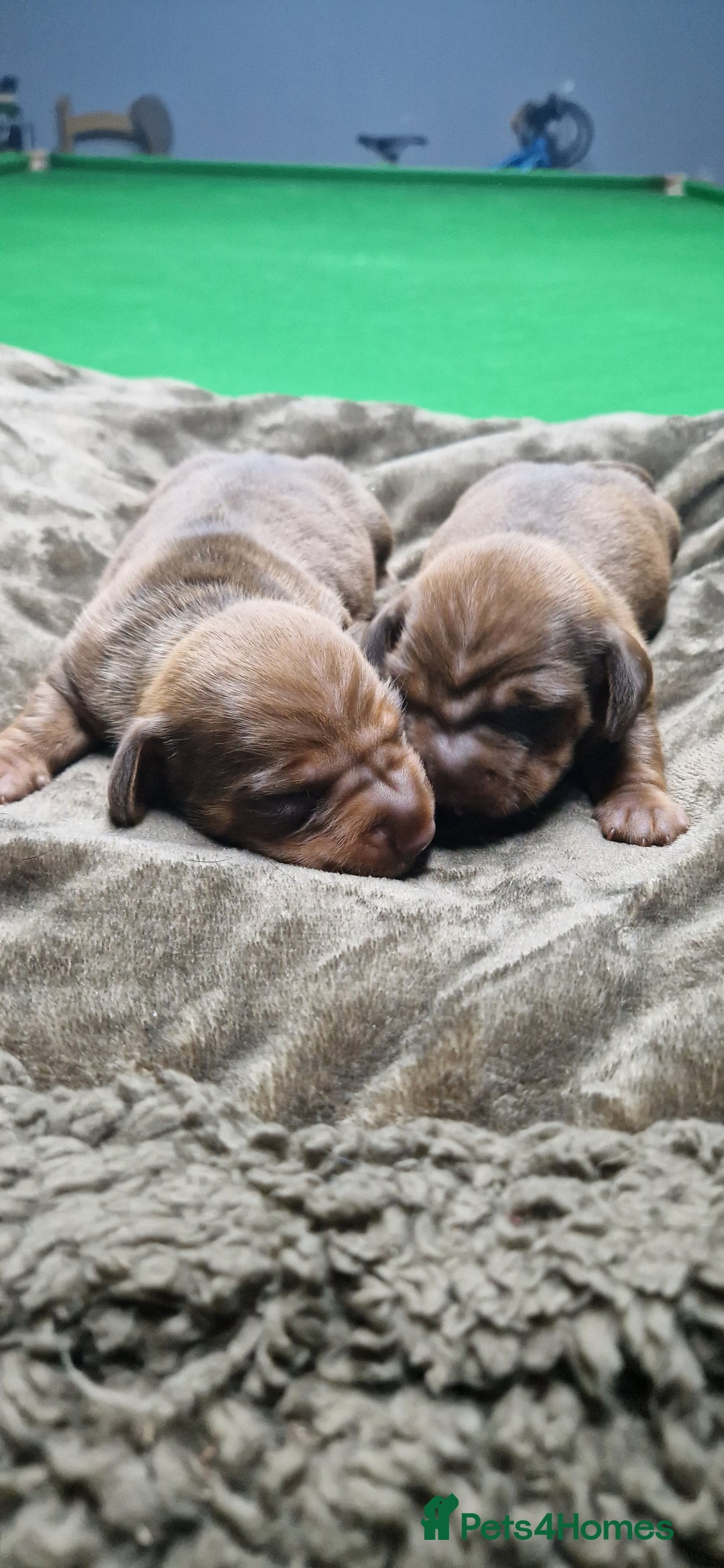Miniature Dachshund dogs for sale: Miniature dachshund  - Advert 4