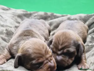 Miniature Dachshund dogs Miniature dachshund - Advert 6