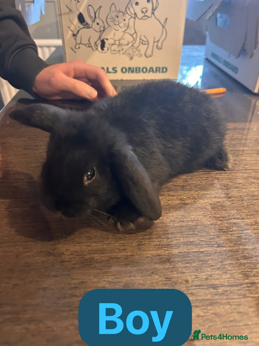 Mixed Breed rabbits for sale: Baby rabbits ready now  - Advert 1