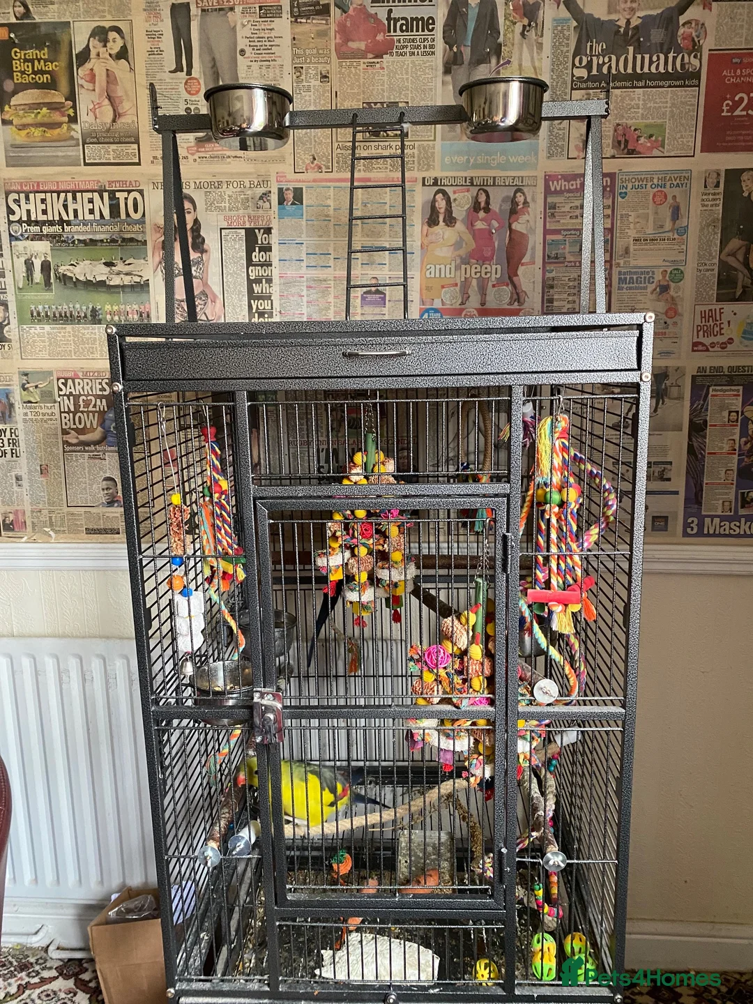 Parrots birds for sale: Regal ,rock pebbler parrots in Rotherham - Advert 2