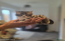 Norwegian Forest Cat cats for sale: 1 half Norwegian Forrest cat fluffy female  - Image 1