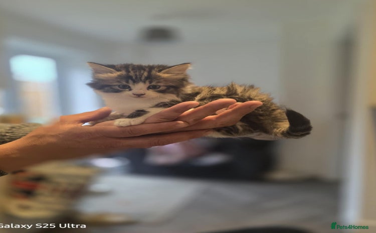 Norwegian Forest Cat cats - Advert 12