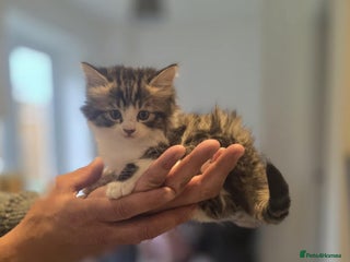 Norwegian Forest Cat cats - Advert 3