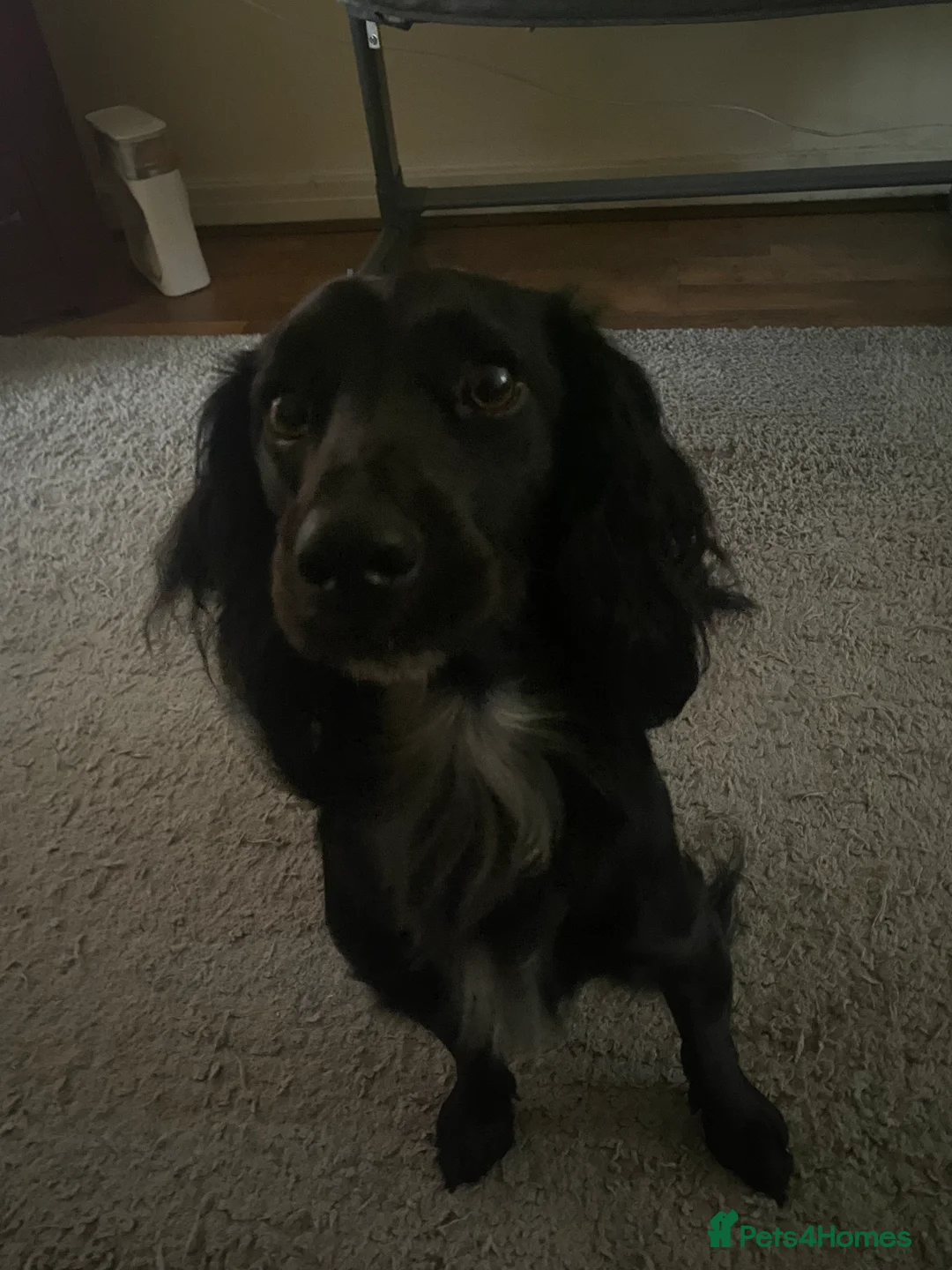 Cocker Spaniel dogs for sale: Pablo - Advert 3