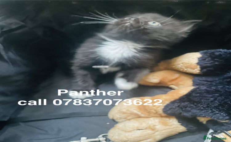 Himalayan cats - Advert 1