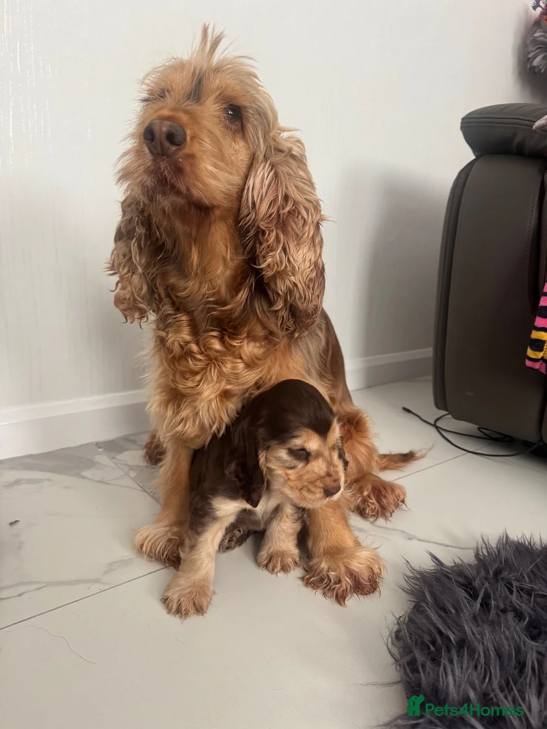 Cocker Spaniel dogs for sale: Quality KC helth tested 5* - Advert 2