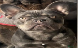 French Bulldog dogs for sale: French bulldog  - Image 2