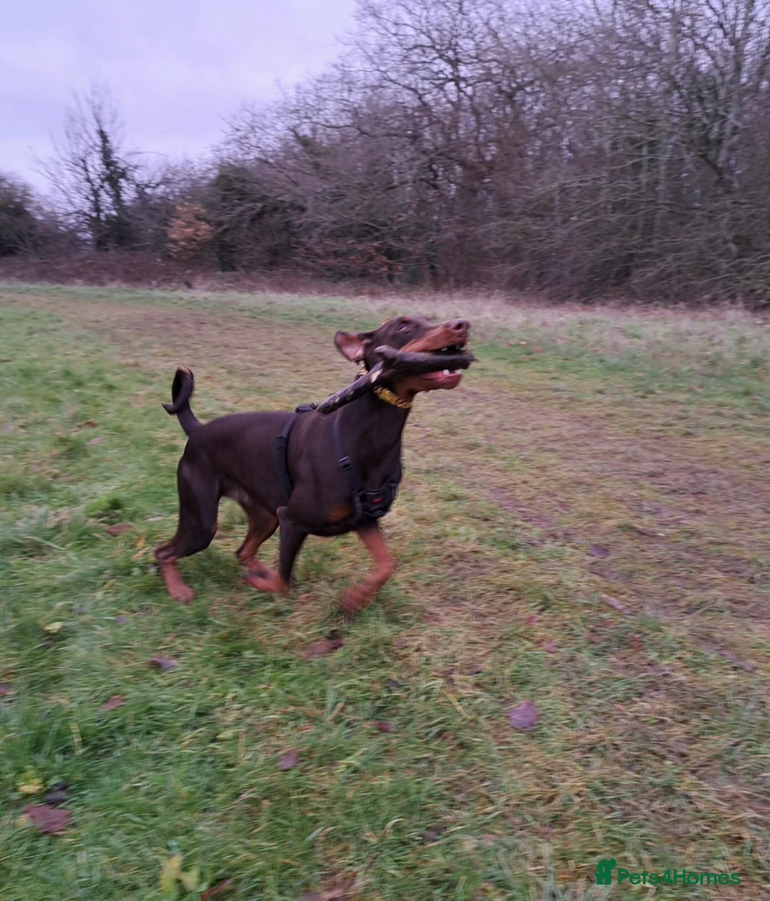 Dobermann dogs for sale: Loving Dog needs a new home - Advert 6