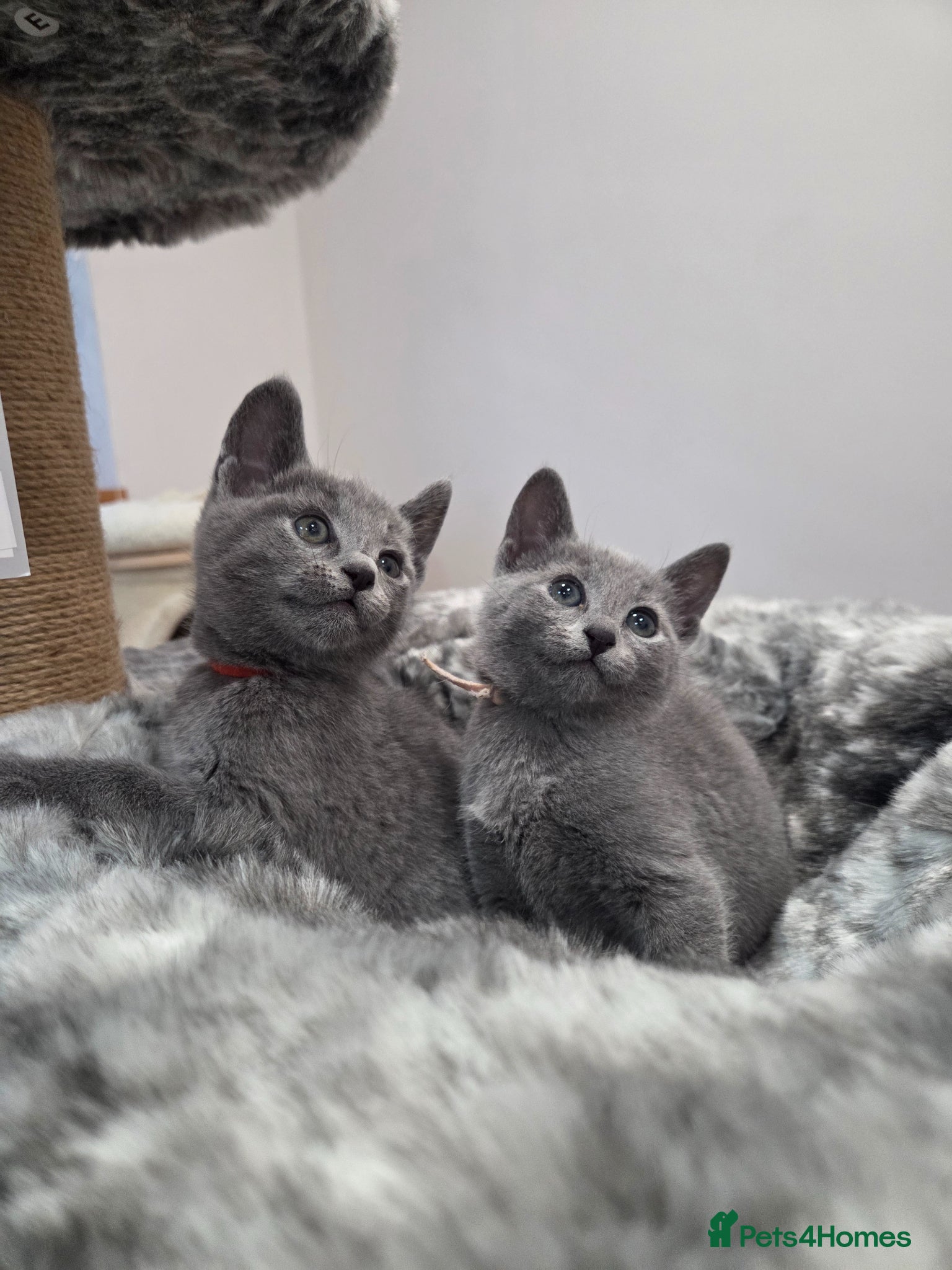 Russian Blue cats 💙  Russian Blue Kittens – Champion Line, TICA - Advert 3