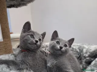 Russian Blue cats 💙 Russian Blue Kittens – Champion Line, TICA - Advert 2