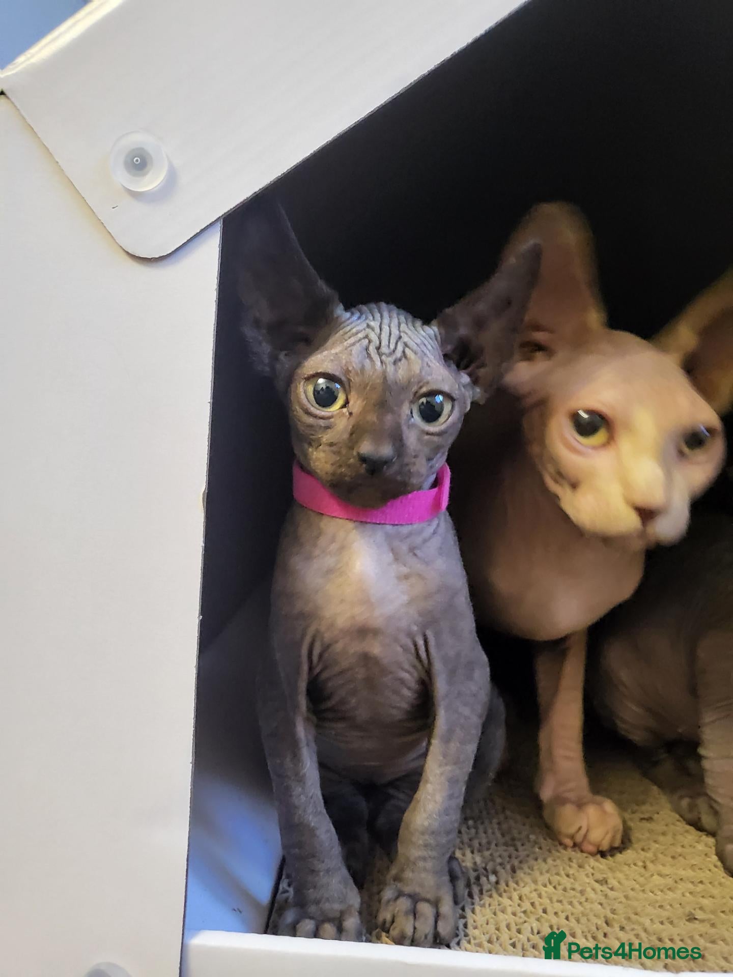 Sphynx cats Sphynx girls and boy elf 🐾🐾 - Advert 1