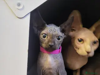 Sphynx cats Sphynx girls and boy elf 🐾🐾 - Advert 1