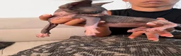 Sphynx cats for sale: Tica registered sphynx kittens  - Advert 22