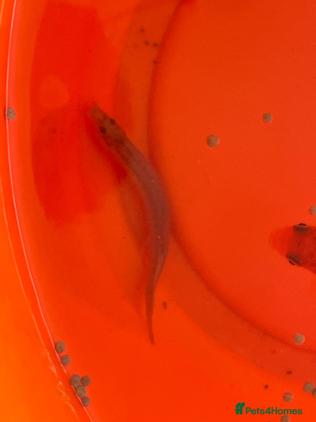 Goldfish fish for sale: 4 fishes check description for me detailed - Advert 4