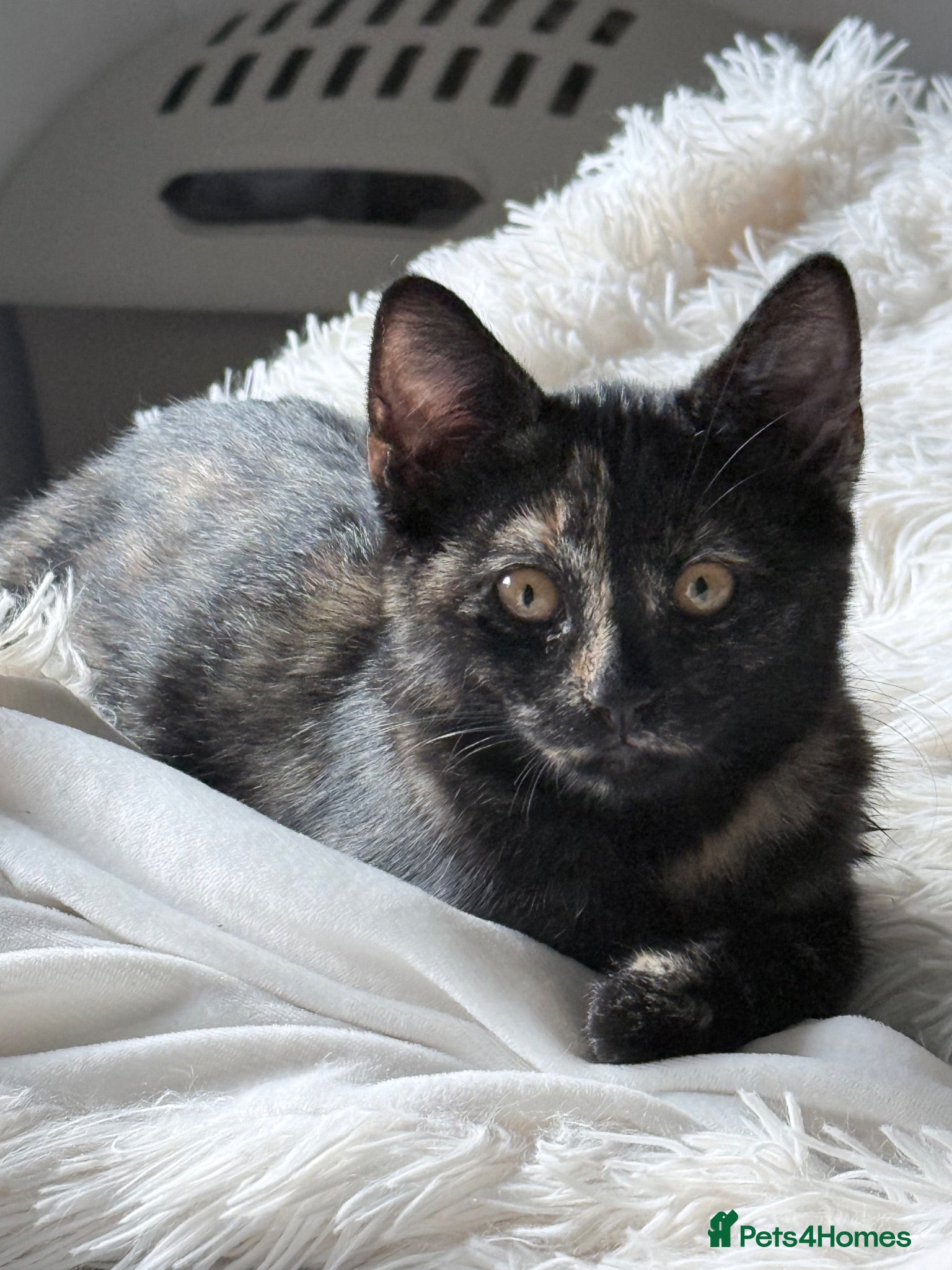 Domestic Shorthair cats Sweet Brother & Sister Kittens for Sale - Advert 9