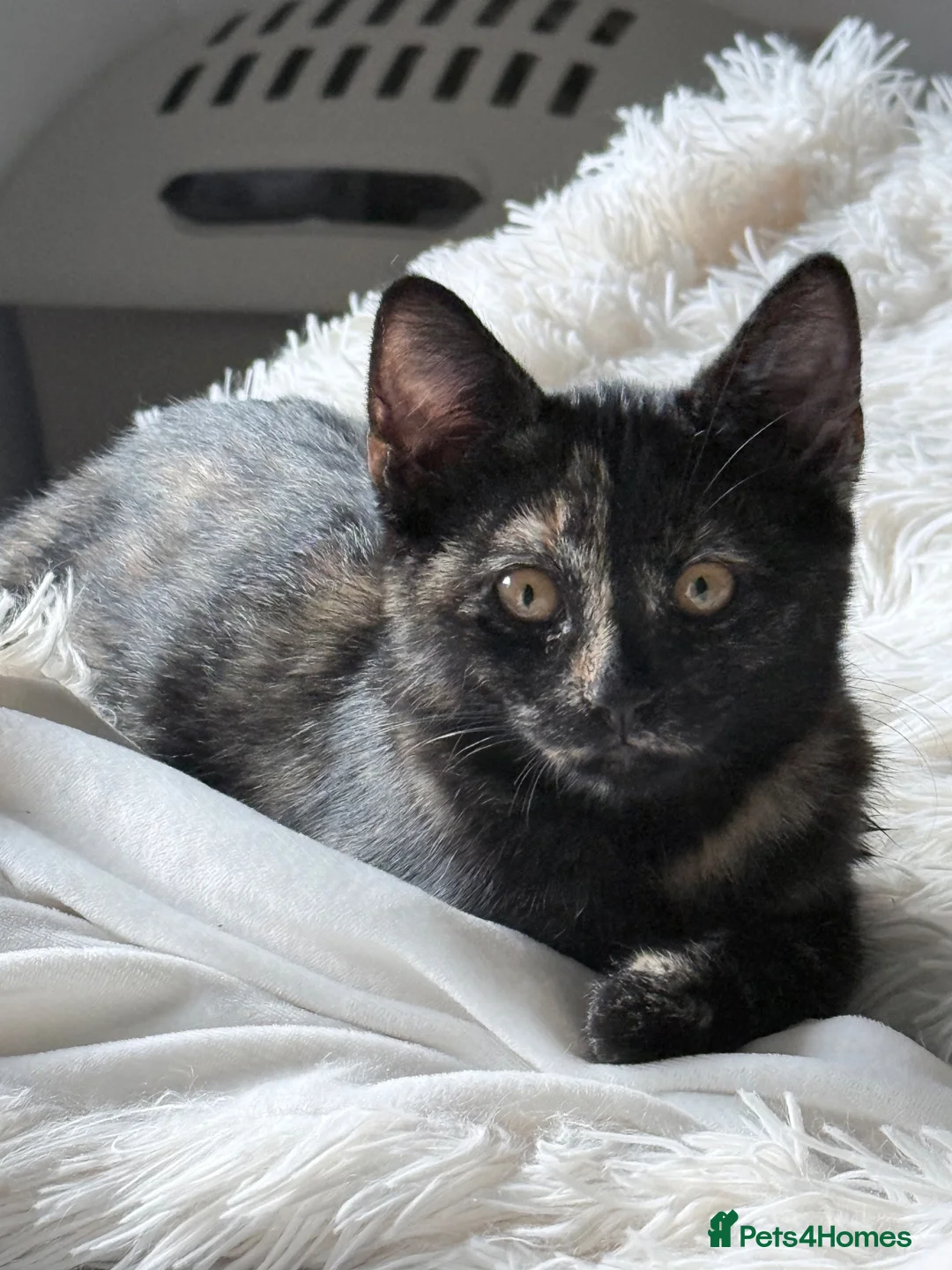 Domestic Shorthair cats for sale: Sweet Brother & Sister Kittens for Sale - Advert 1