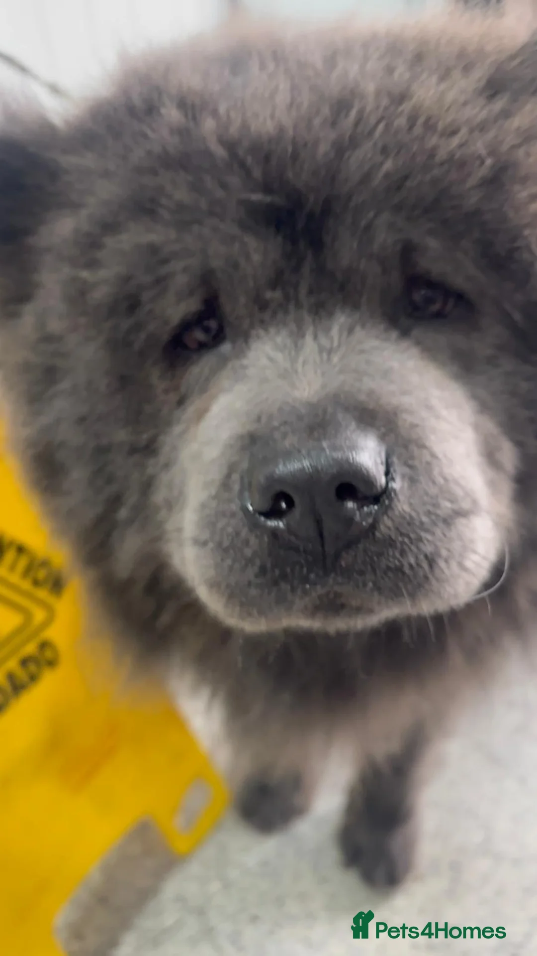 Chow Chow dogs for stud: Stud chow blue/chocolate  - Advert 2