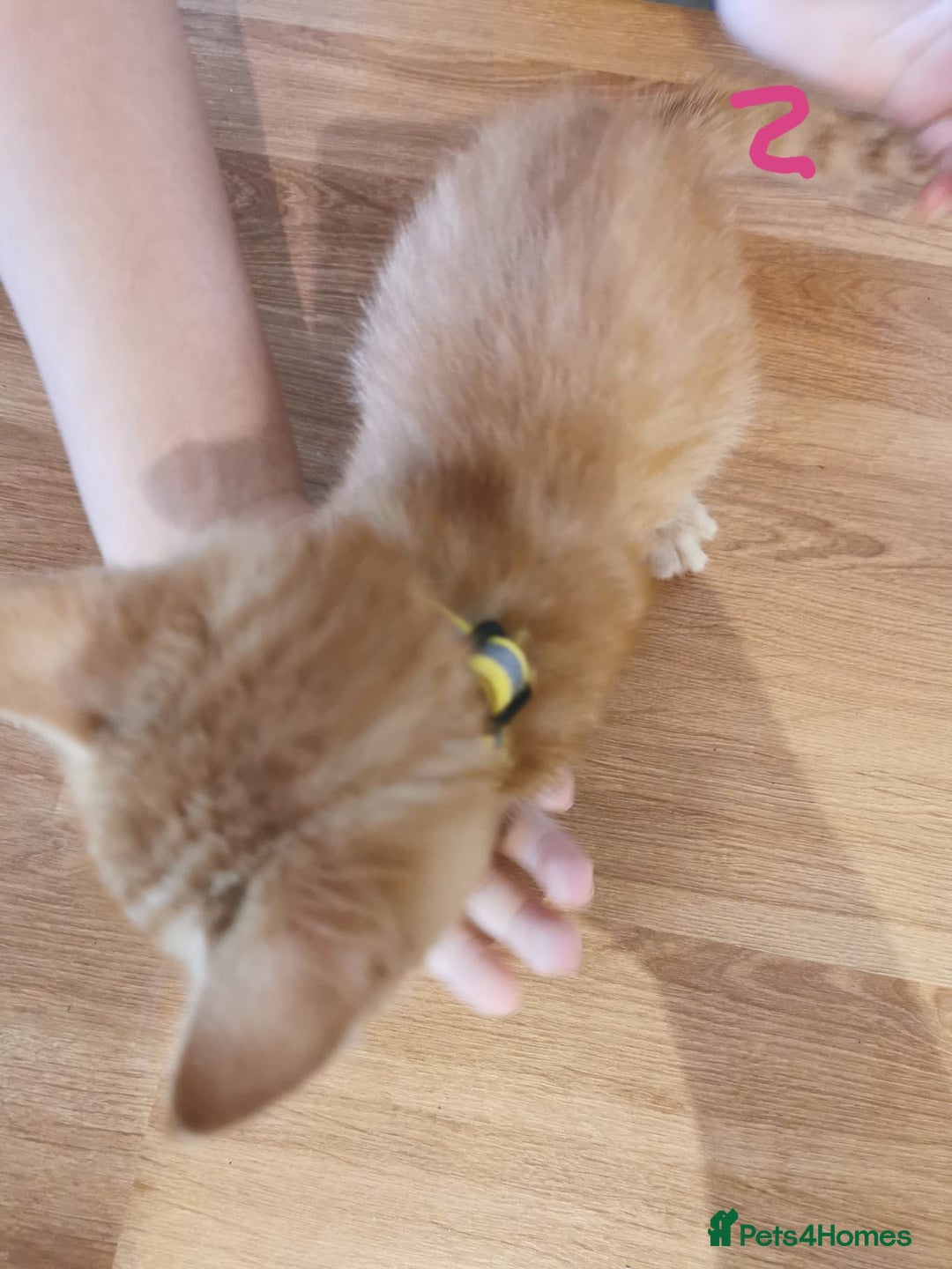 Mixed Breed cats for sale: Beautiful kittens ready now - Image 33