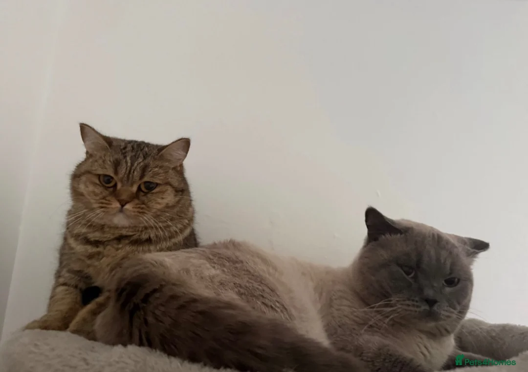 British Shorthair cats for sale: Male British short hair kitten - Advert 1