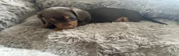 Dachshund dogs for sale: DACHSHUND PUPPIES  - Advert 10