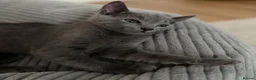 Russian Blue cats for sale: 🩵GCCF Registered Russian Blue kittens 🩵 - Advert 4