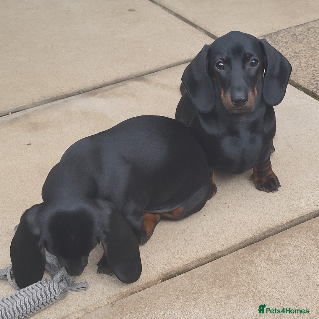 Miniature Dachshund dogs for sale: Beautiful Miniature Smooth Dachshund Puppies - Image 7