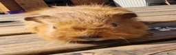 Guinea Pig rodents for sale: Beautiful Baby guinea pigs for sale  - Advert 14