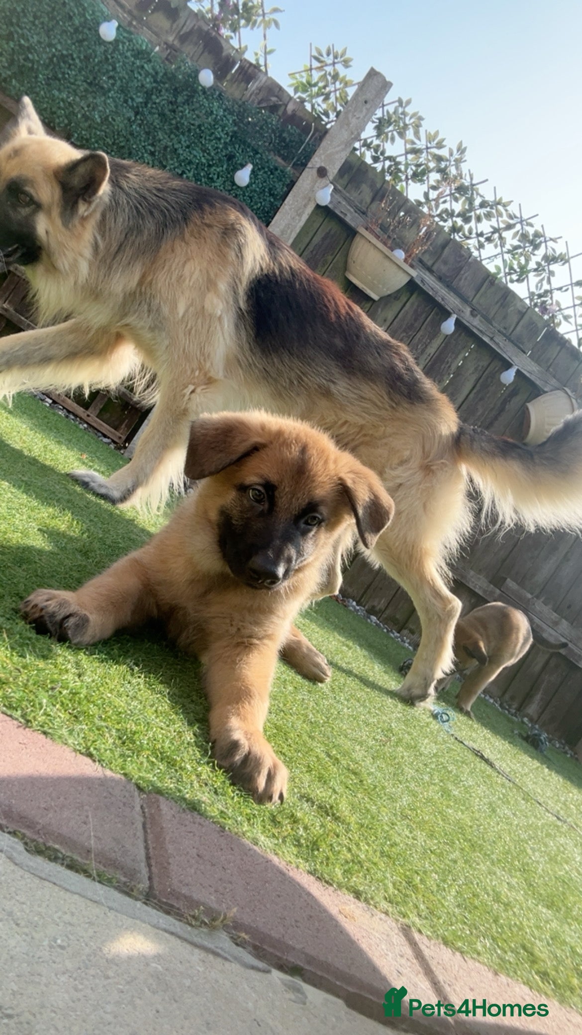 Mixed Breed dogs Malinois x GSD Puppies ONLY 2 Males Ready To Leave - Advert 2
