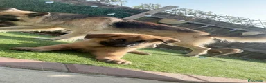 Puppy 4