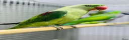 Parrots birds for sale: Female Alexenderian parrot - Advert 5