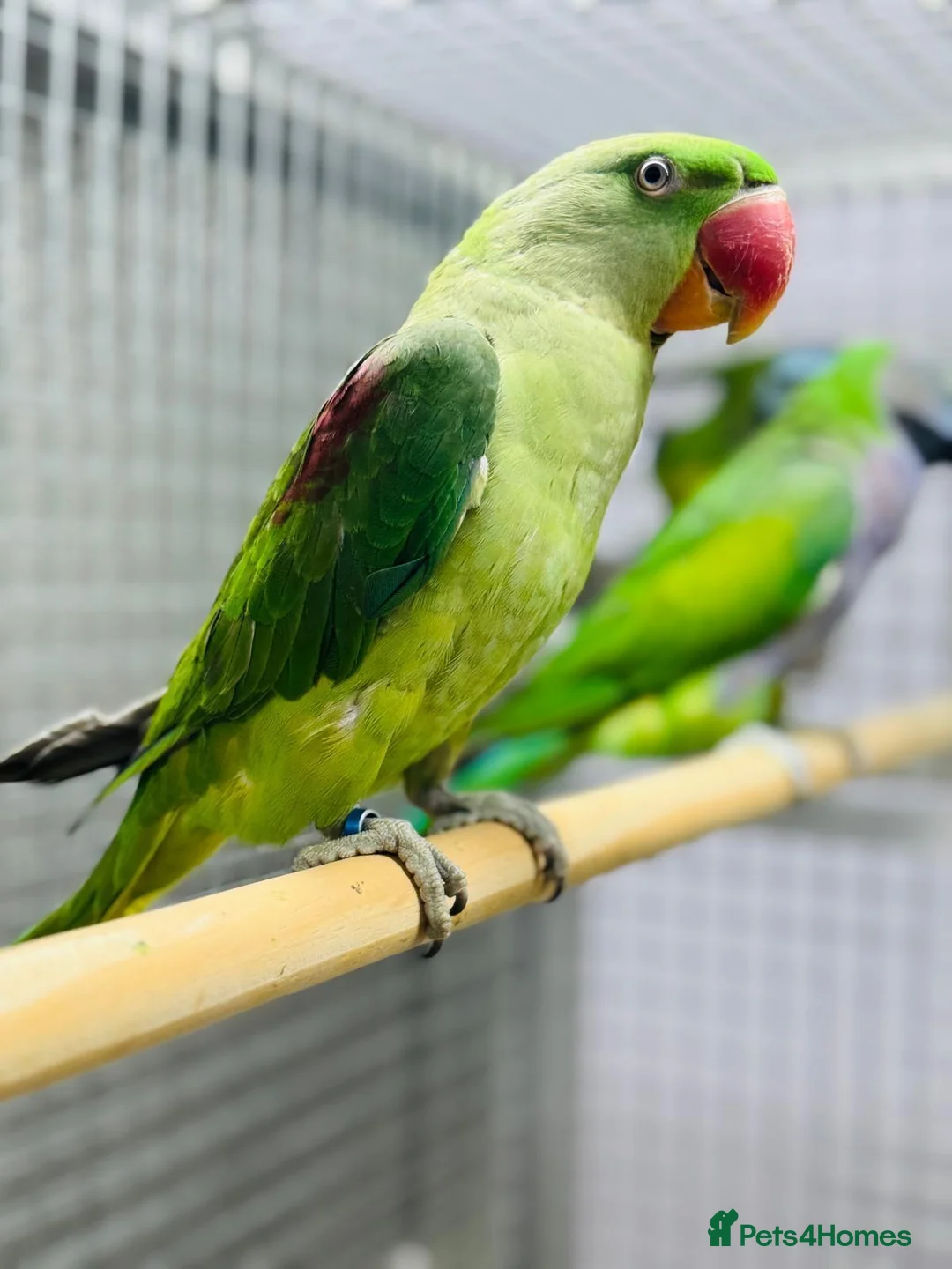 Parrots birds for sale: Female Alexenderian parrot - Advert 5