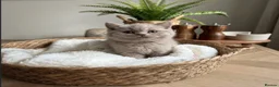 British Shorthair cats for sale: Chunky British Short Hair Kittens  - Advert 5