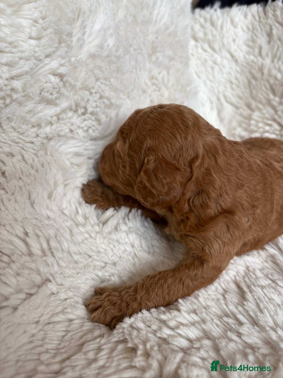 Cavapoo dogs for sale: Beautiful cavapoo puppies from a family home - Advert 35