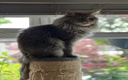 Maine Coon cats for sale: Mainecoon x  - Image 7