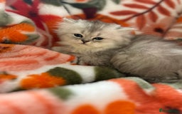 Scottish Fold cats for sale: Now Taking Reservations Scottish Straight  - Image 15